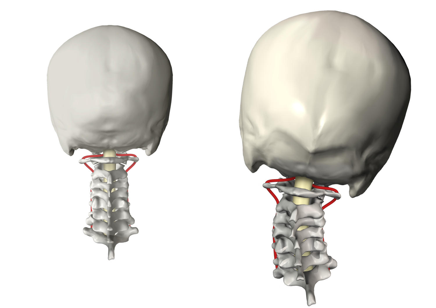 the upper cervical spine 