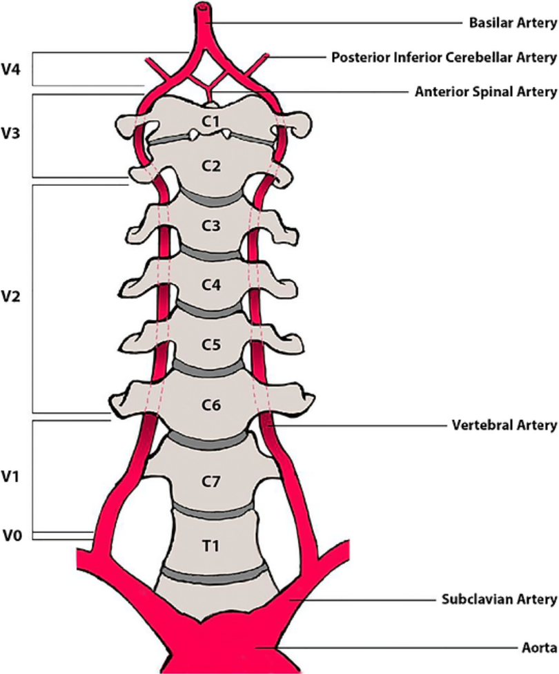 Simple anatomy of the blood vessels in the cervical spine.