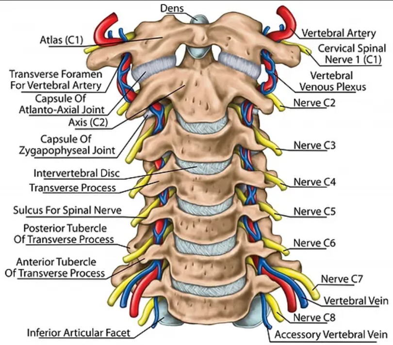 upper cervical spine 