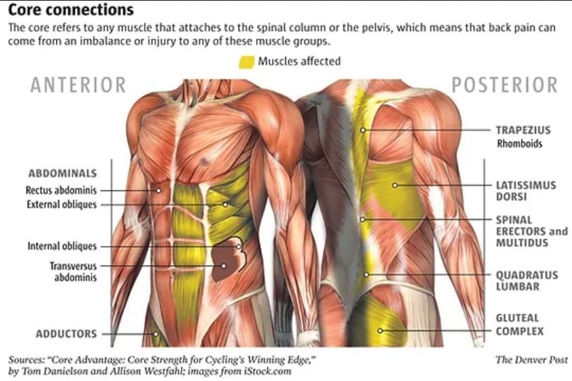 core muscles