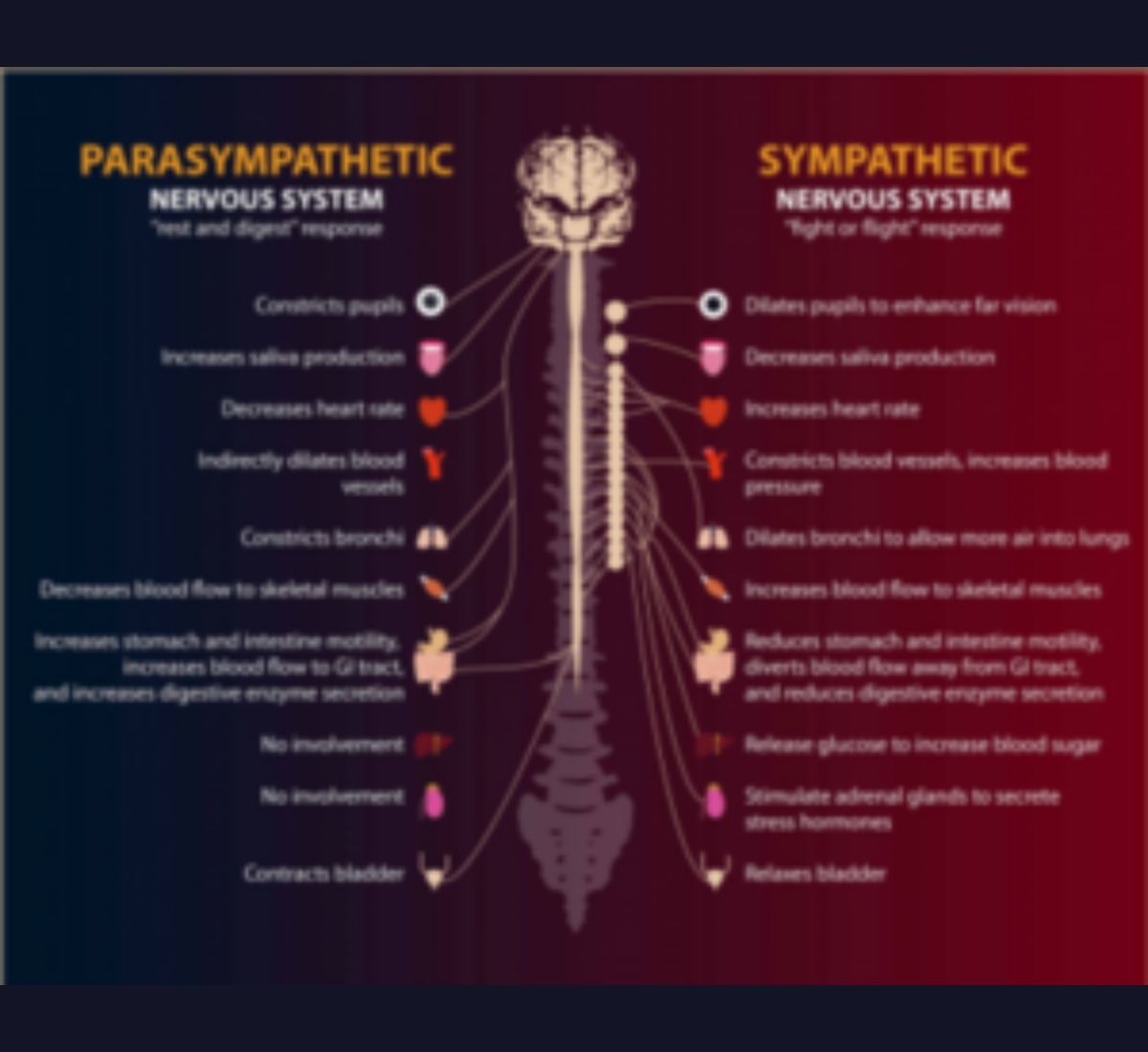 parasympathetic vs sympathetic nervous system