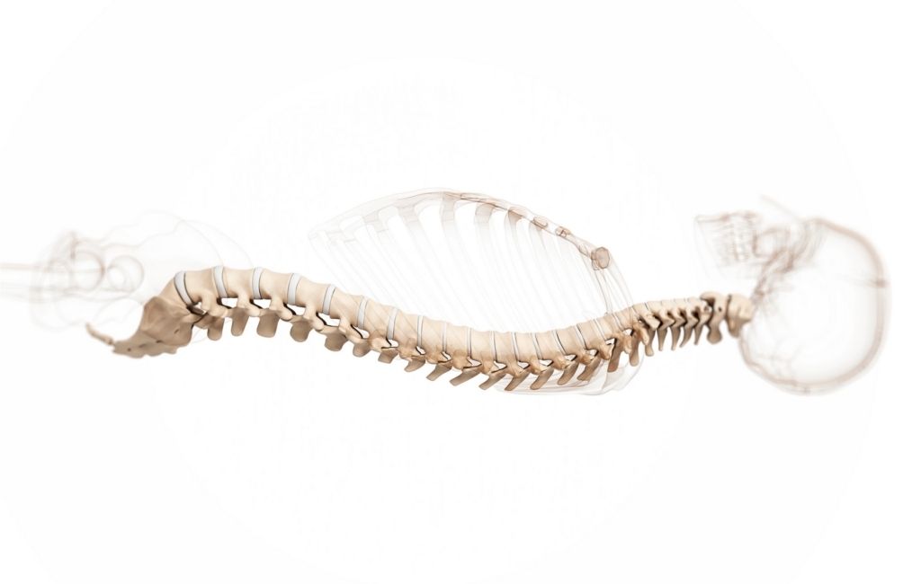 spine
