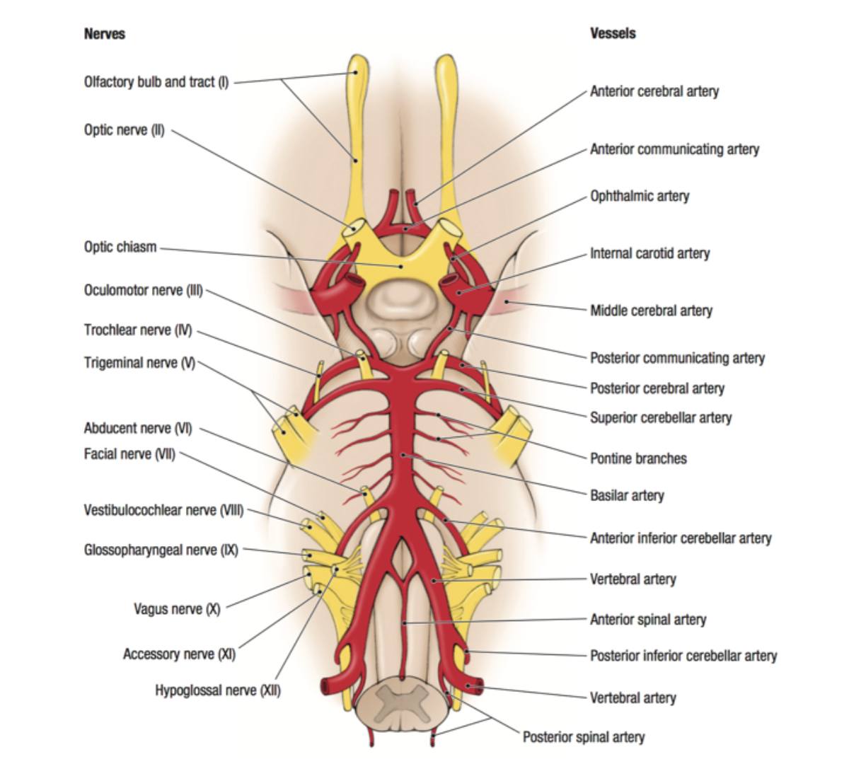 diagram of the upper cervical neck 