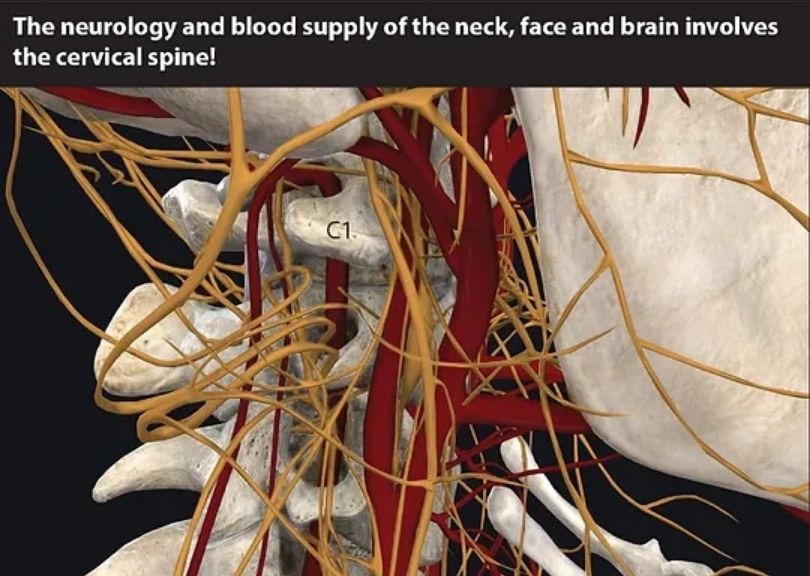 upper cervical spine