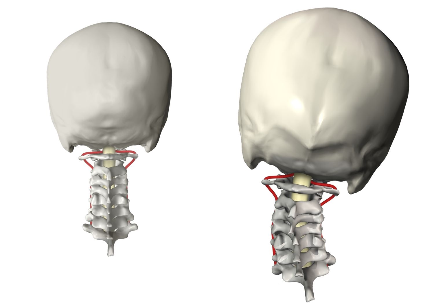 the upper cervical spine
