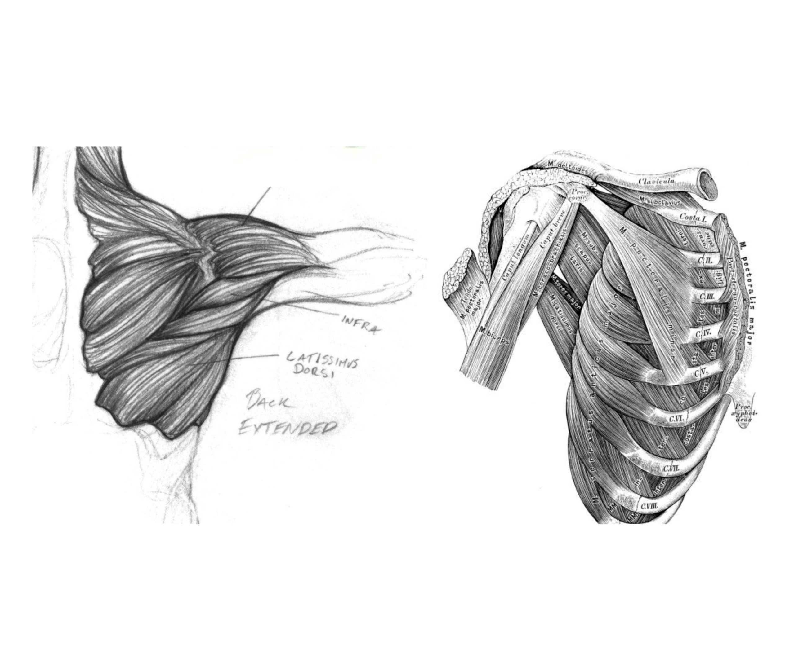 diagram of a shoulder
