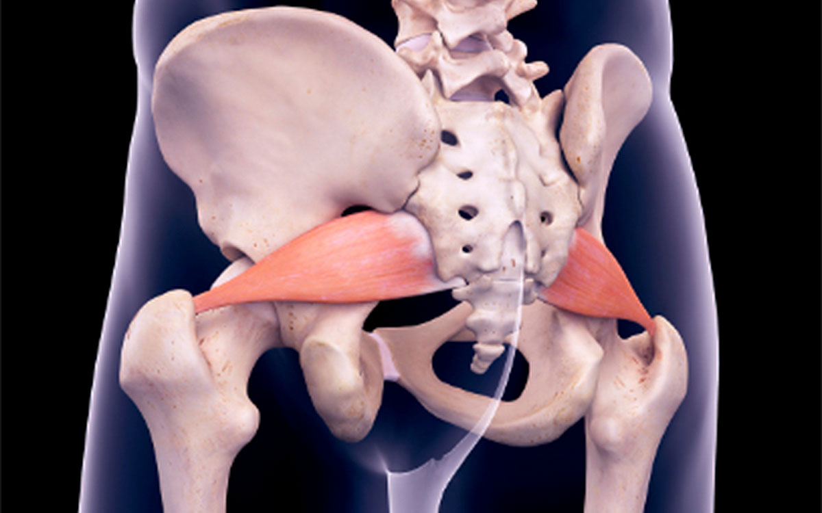 piriformis muscle for sciatica louisville colorado